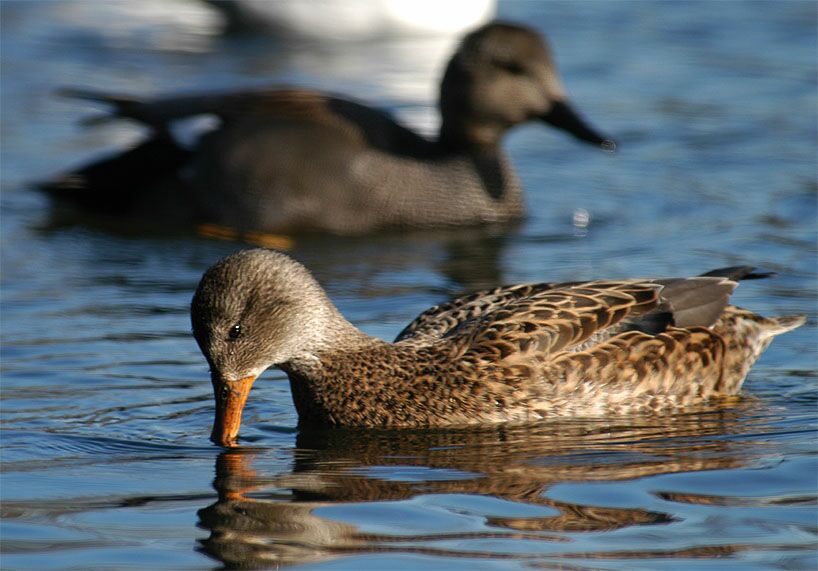 Schnatterentenpaar (Anas strepera)
