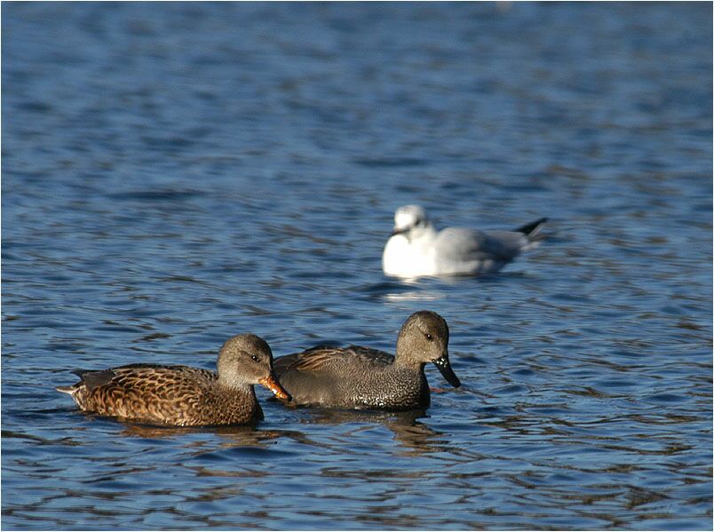 Schnatterentenpaar (Anas strepera)