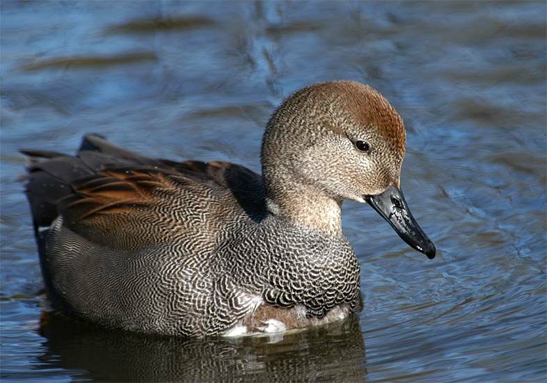 Schnatterentenerpel (Anas strepera)