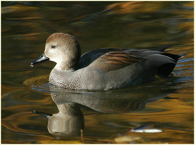 Schnatterentenerpel (Anas strepera)
