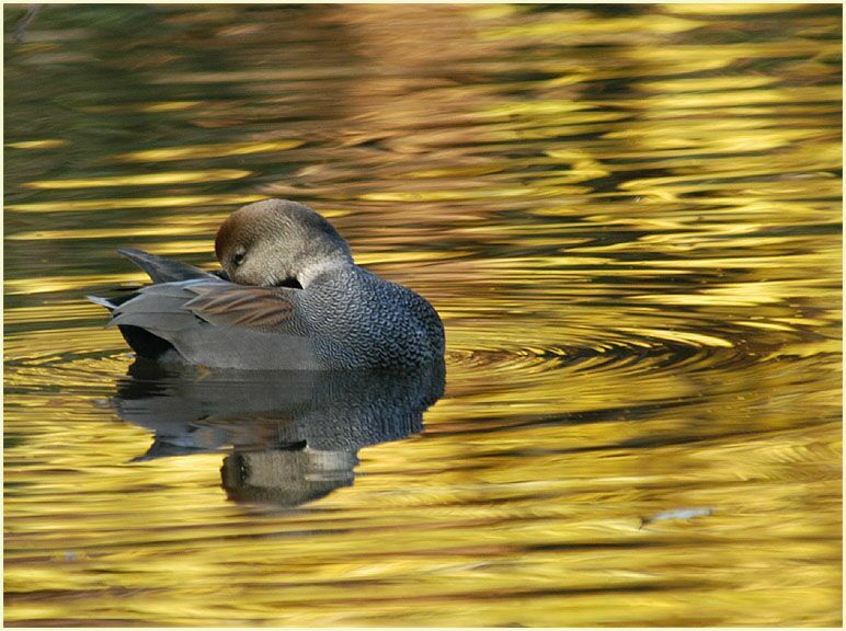 Schnatterentenerpel (Anas strepera)