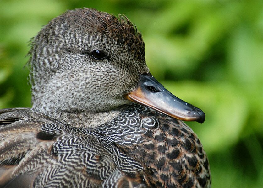 Schnatterentenerpel (Anas strepera)