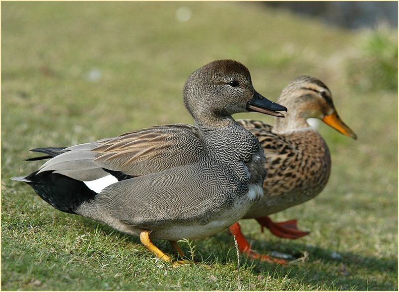 Schnatterentenerpel (Anas strepera) mit Stockentenweibchen