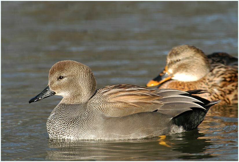 Schnatterentenerpel (Anas strepera) mit Stockentenweibchen