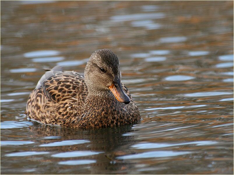 Schnatterentenweibchen (Anas strepera)