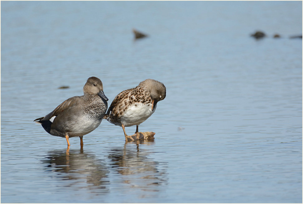 Schnatterente (Anas strepera)