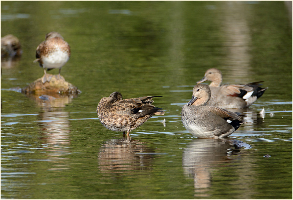 Schnatterente (Anas strepera)