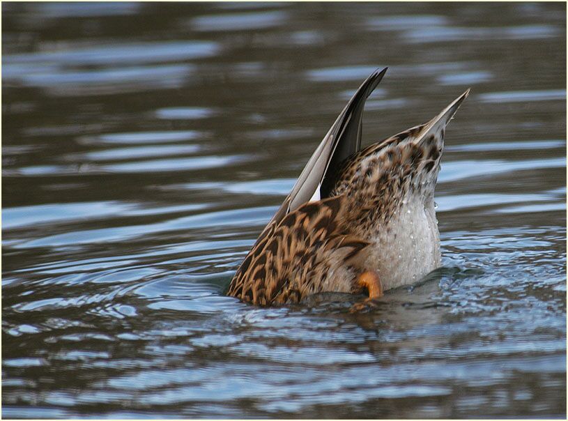 Schnatterentenweibchen (Anas strepera)