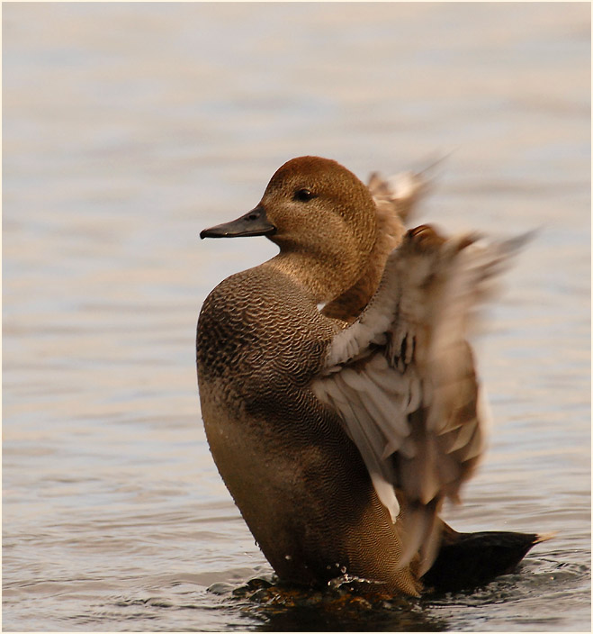 Schnatterentenerpel (Anas strepera)