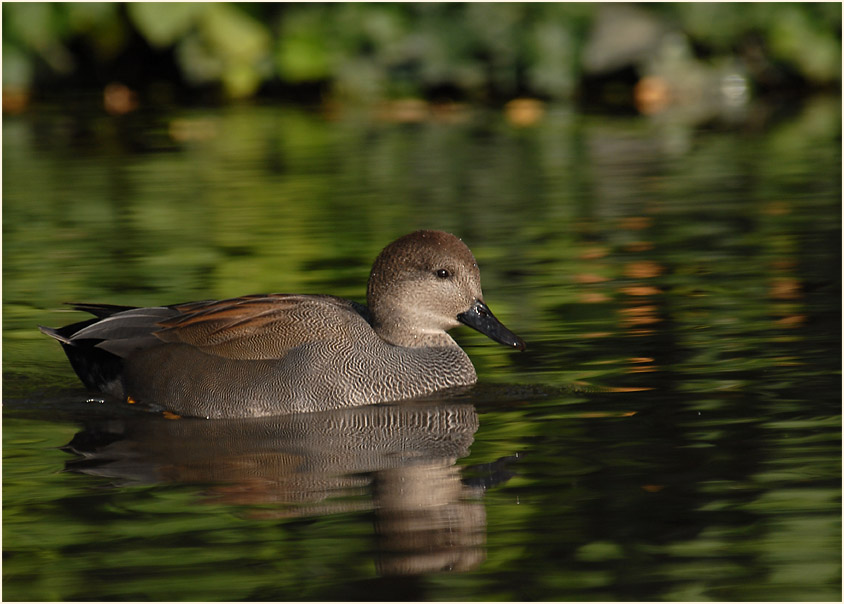 Schnatterentenerpel (Anas strepera)