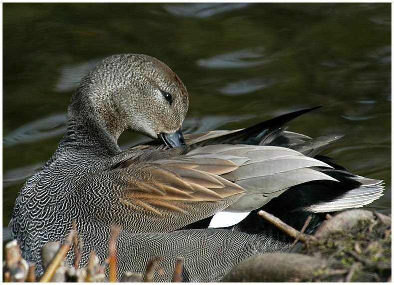 Schnatterentenerpel (Anas strepera)