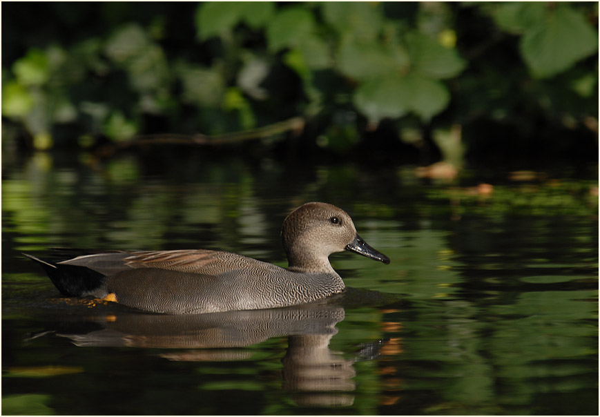 Schnatterentenerpel (Anas strepera)