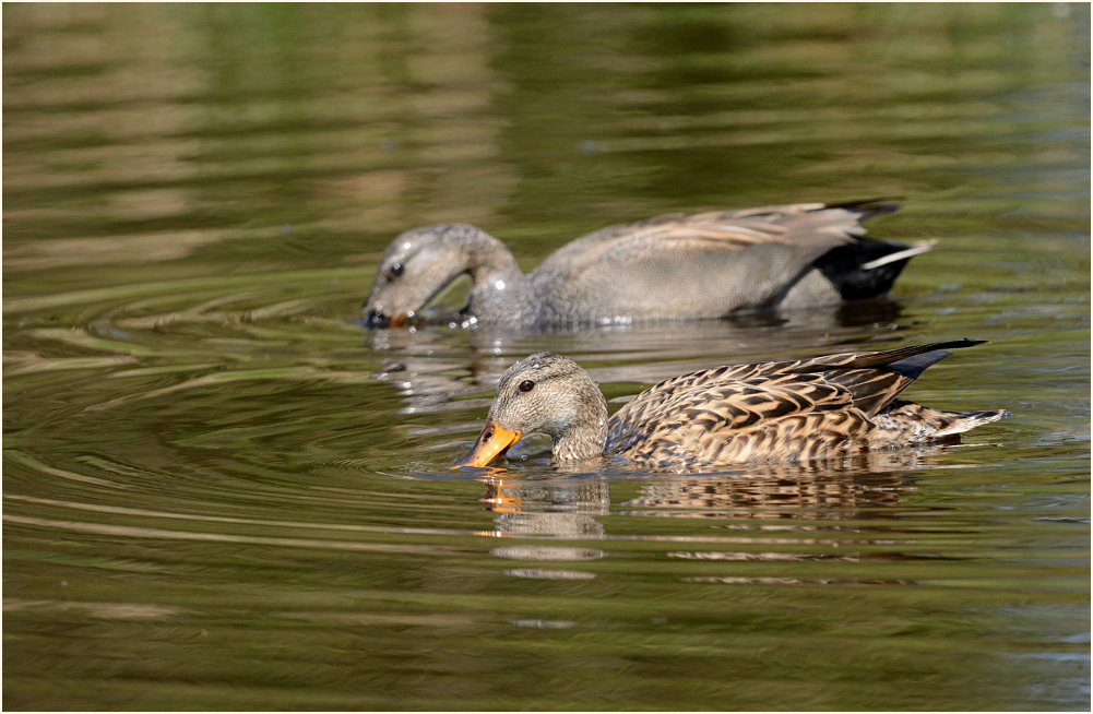 Schnatterenten (Anas strepera)