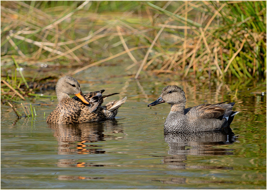 Schnatterenten (Anas strepera)