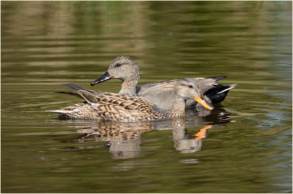 Schnatterenten (Anas strepera)