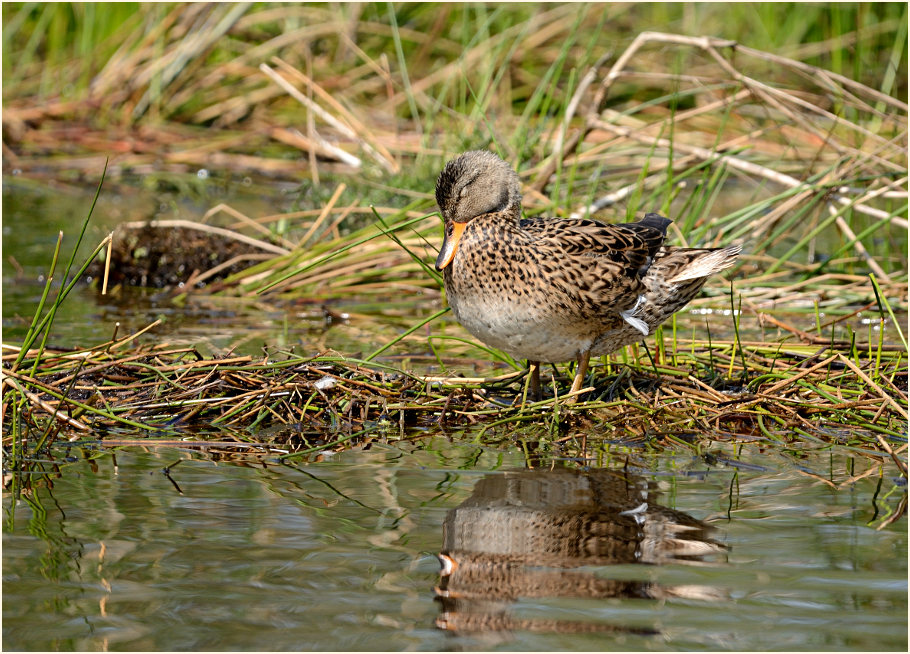 Schnatterente (Anas strepera)