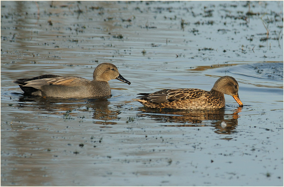 Schnatterenten (Anas strepera)