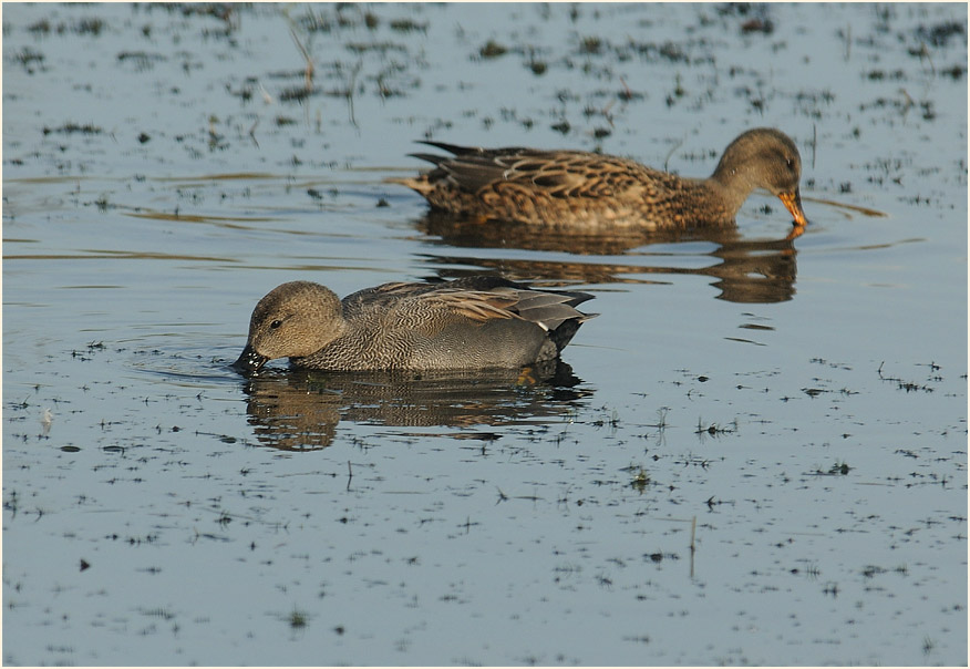 Schnatterenten (Anas strepera)