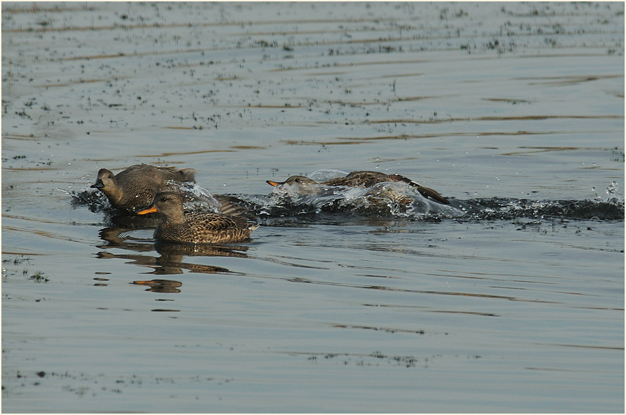 Schnatterenten (Anas strepera)