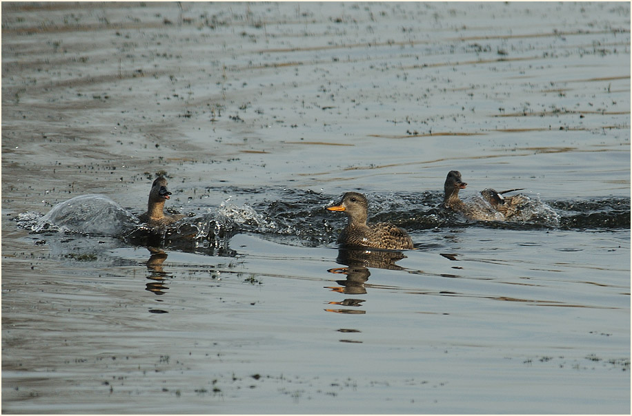 Schnatterenten (Anas strepera)