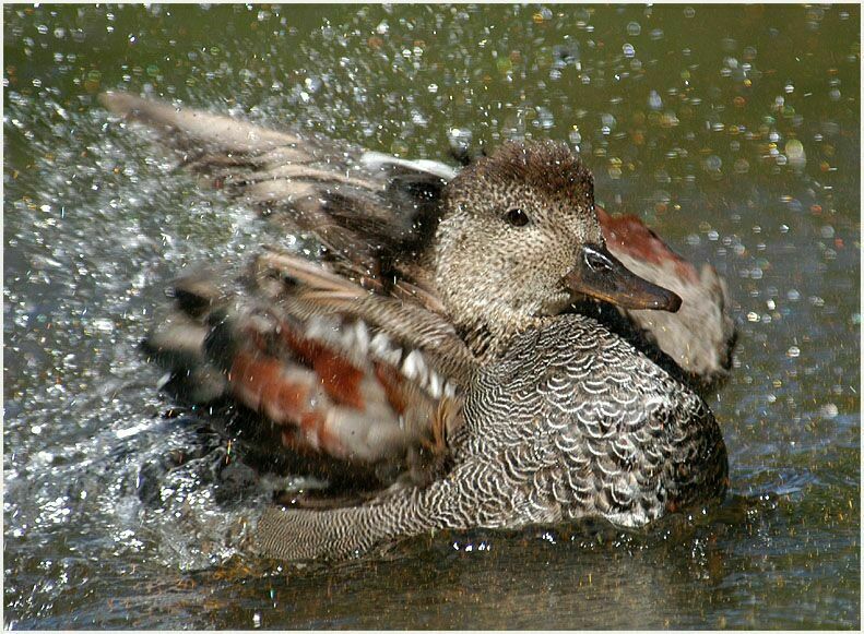 Schnatterentenerpel (Anas strepera)