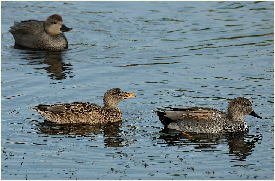 Schnatterenten (Anas strepera)