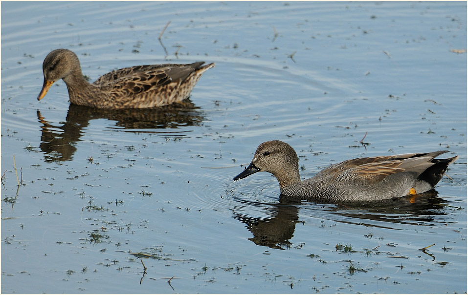 Schnatterenten (Anas strepera)