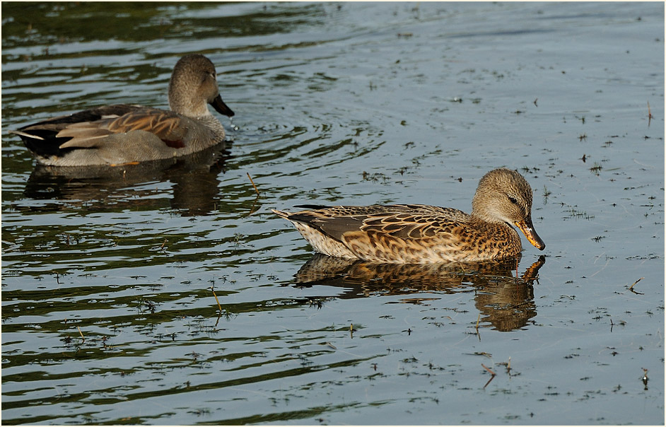 Schnatterenten (Anas strepera)