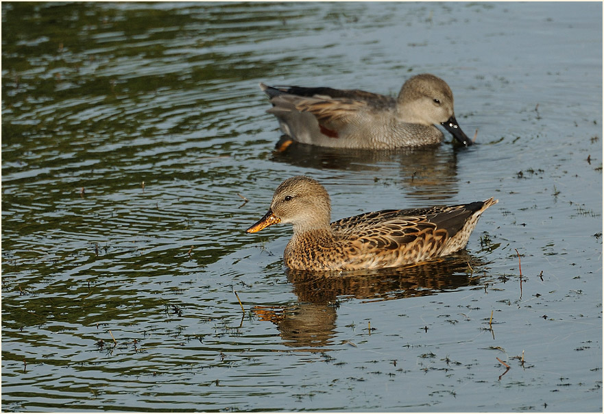 Schnatterenten (Anas strepera)