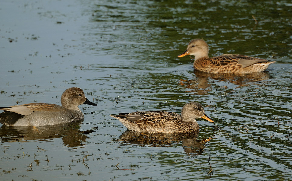 Schnatterenten (Anas strepera)