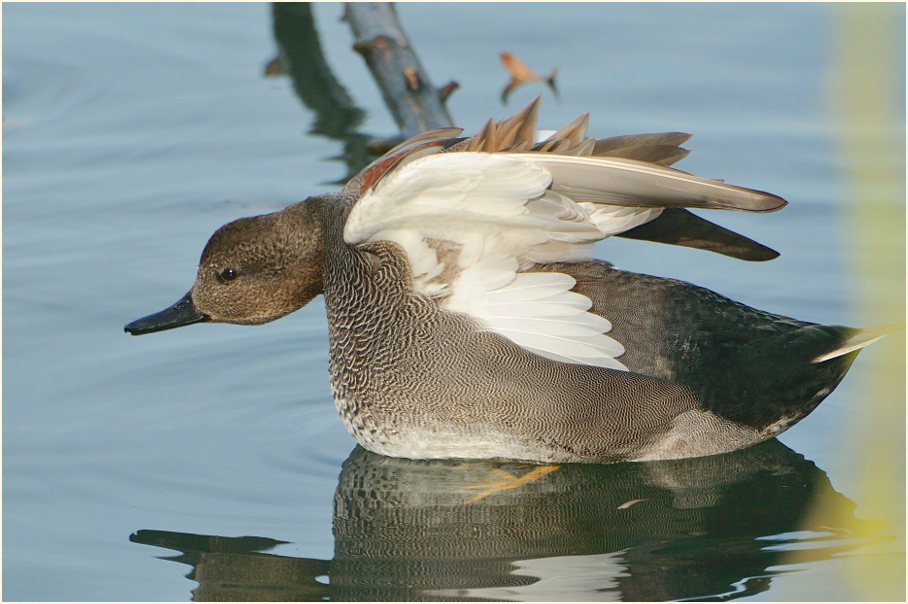 Schnatterente (Anas strepera)