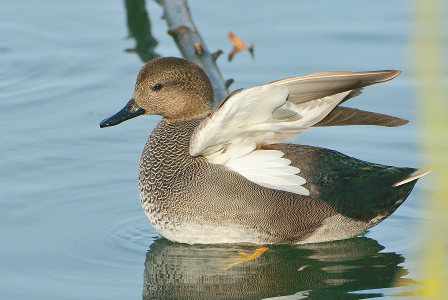 vergrößern