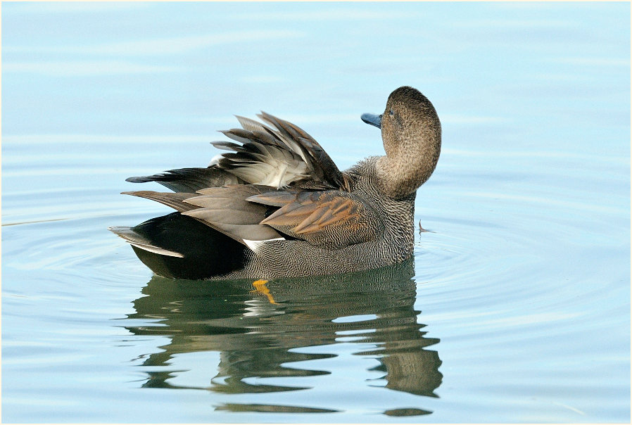 Schnatterente (Anas strepera)