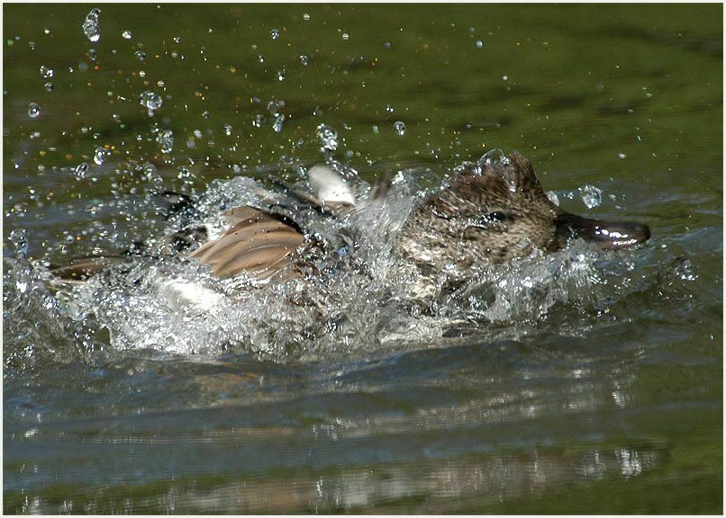 Schnatterentenerpel (Anas strepera)