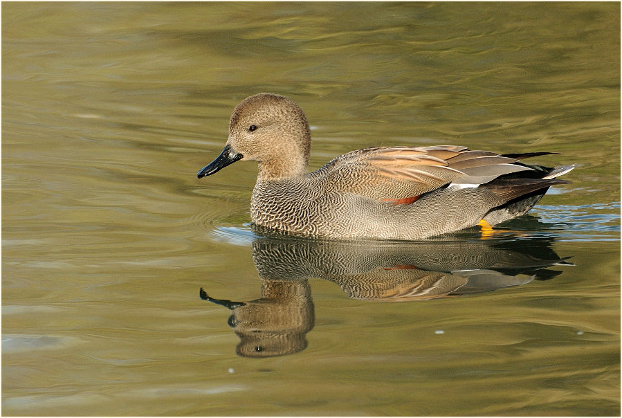 Schnatterente (Anas strepera)