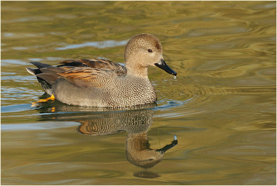Schnatterente (Anas strepera)