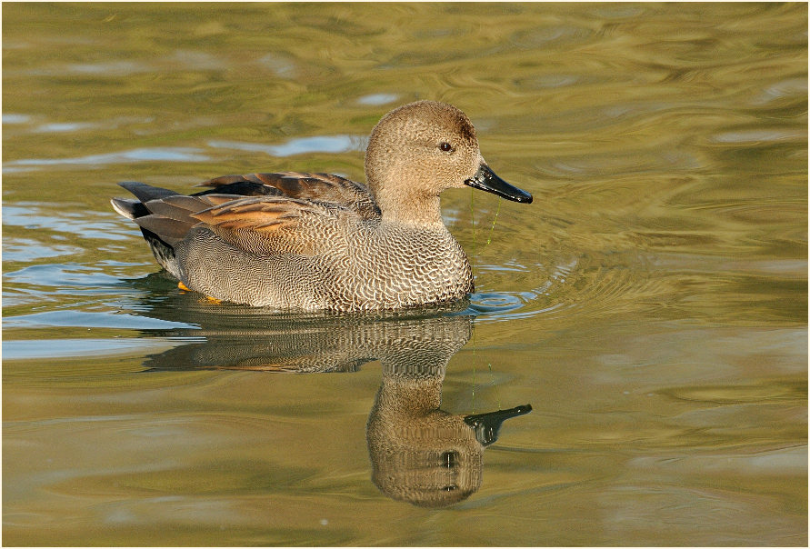 Schnatterente (Anas strepera)