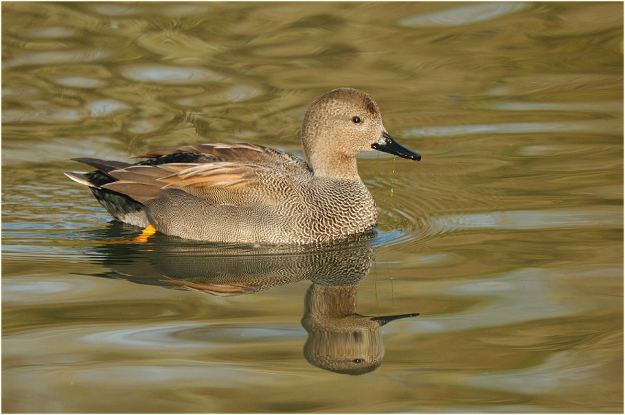 Schnatterente (Anas strepera)