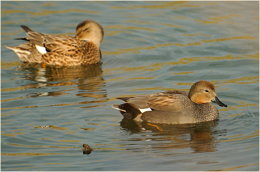 Schnatterente (Anas strepera)
