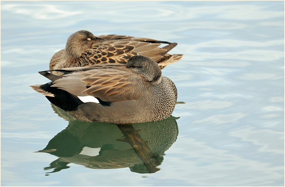 Schnatterente (Anas strepera)