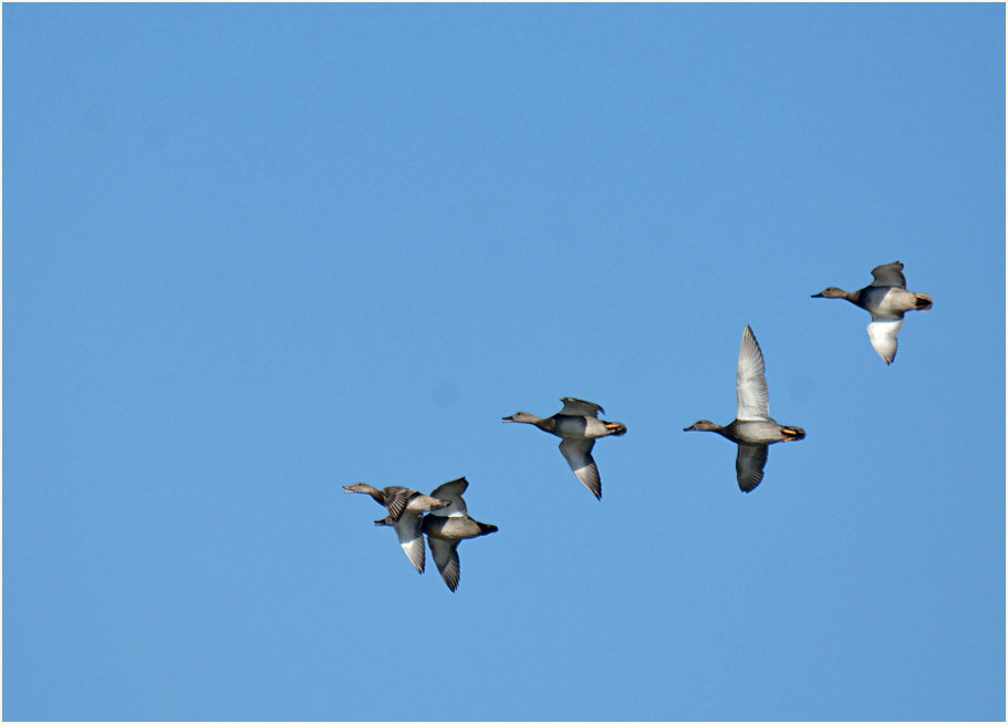 Schnatterente (Anas strepera)