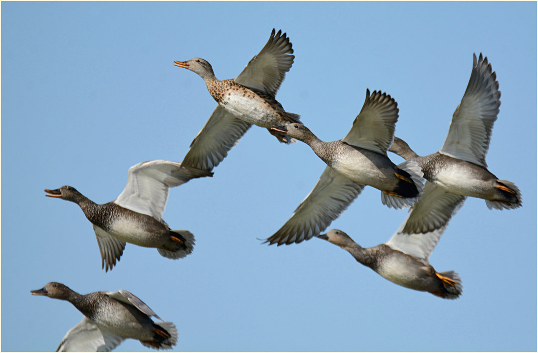 Schnatterente (Anas strepera)