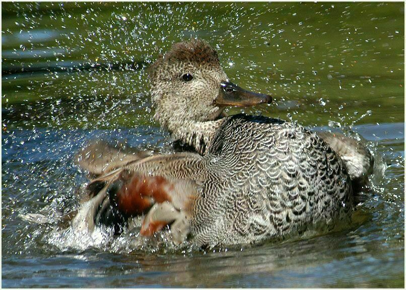 Schnatterentenerpel (Anas strepera)