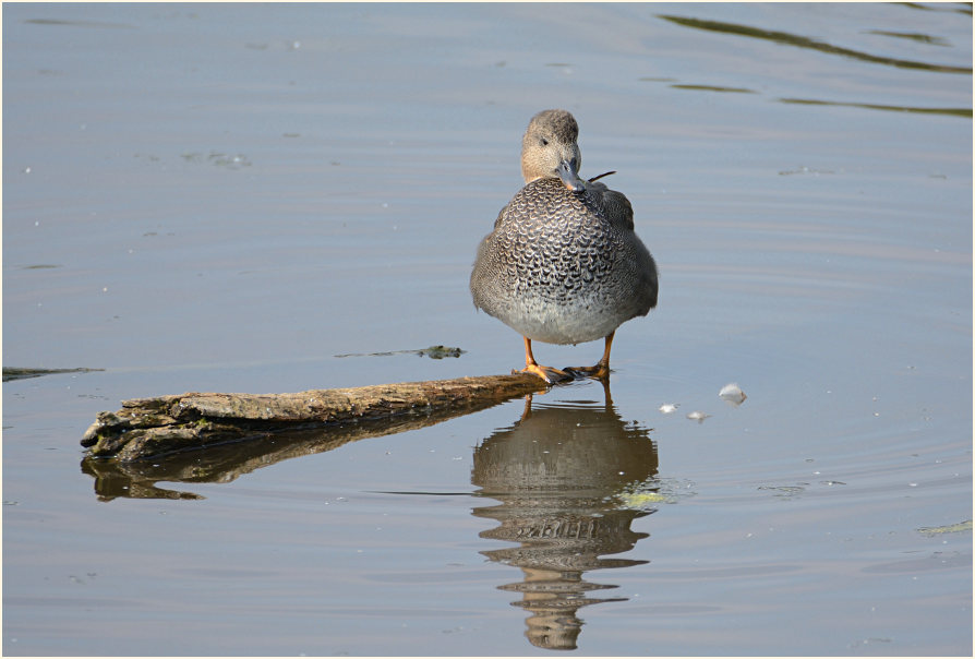 Schnatterente (Anas strepera)