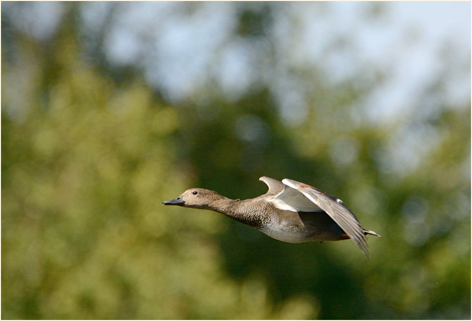 Schnatterente (Anas strepera)