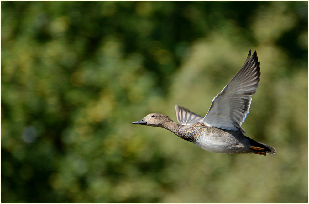 Schnatterente (Anas strepera)