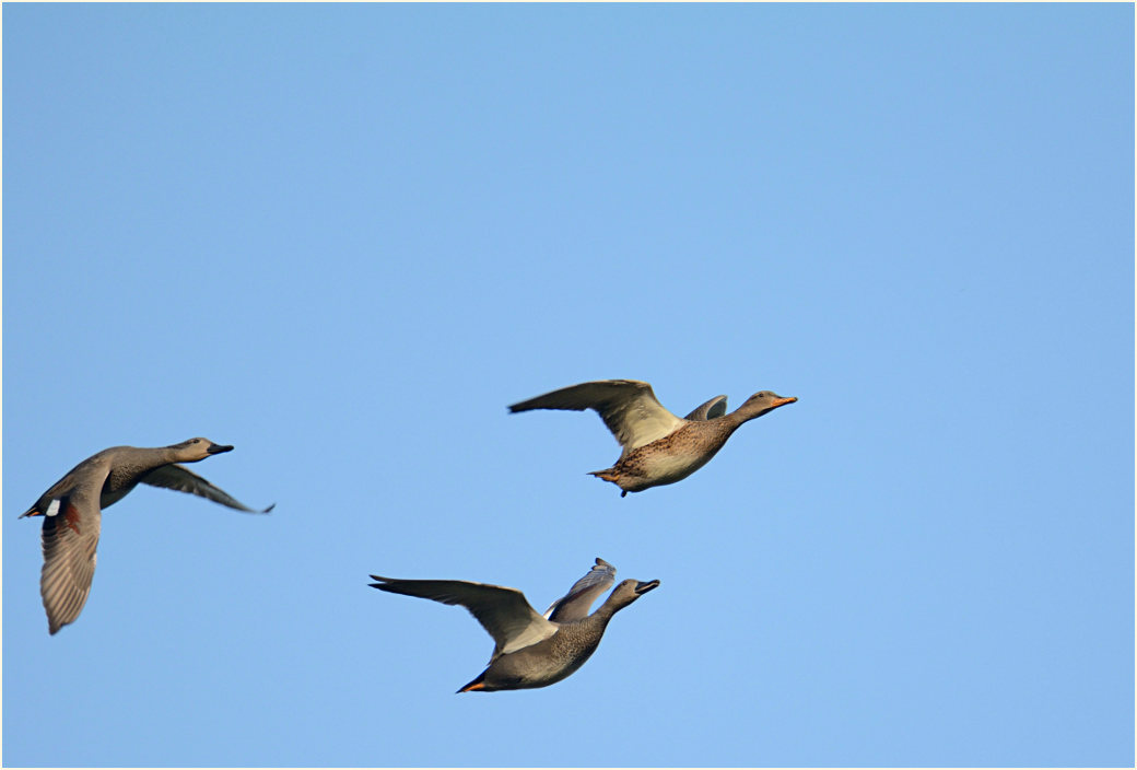 Schnatterente (Anas strepera)