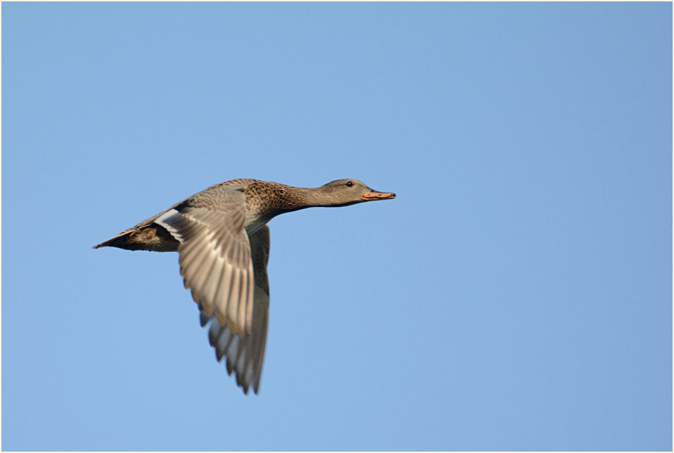 Schnatterente (Anas strepera)