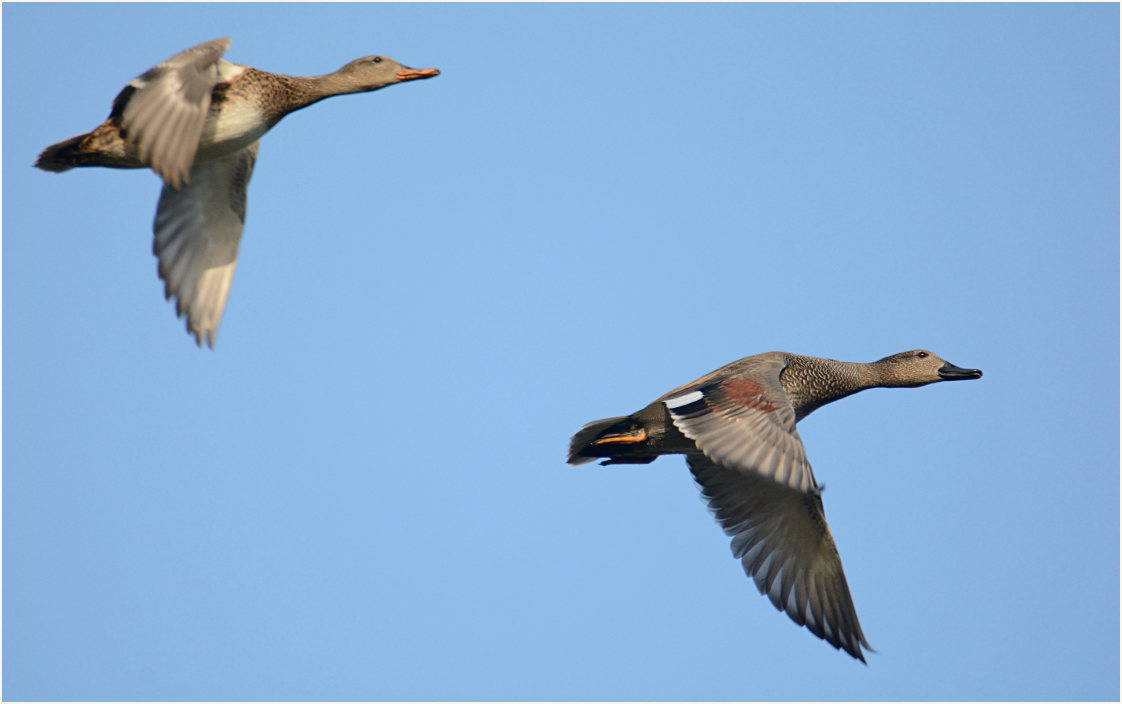 Schnatterente (Anas strepera)