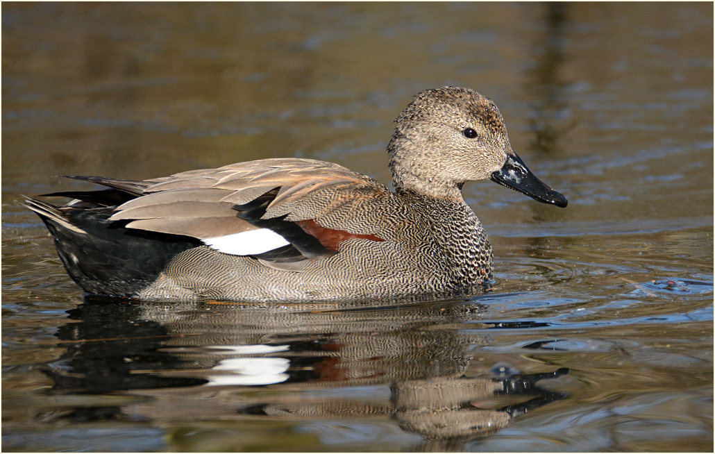 Schnatterente (Anas strepera)